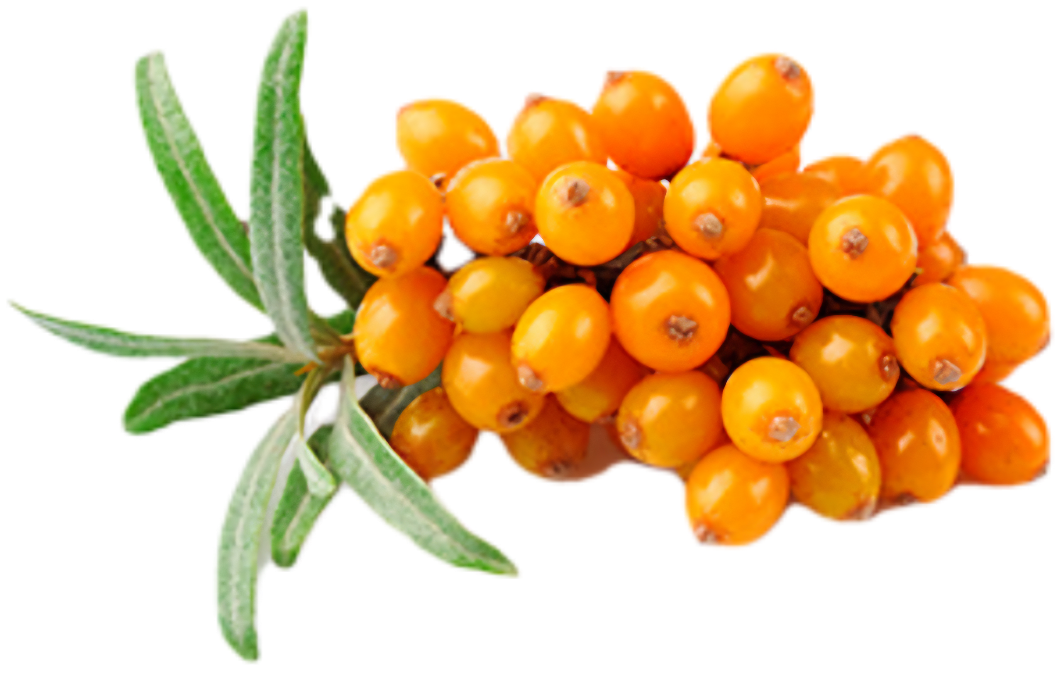 Seabuckthorn Juice