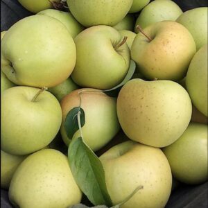 Golden Apples (10.5-11.5Kg)